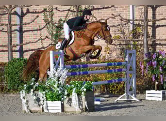 KWPN, Giumenta, 5 Anni, 168 cm, Sauro