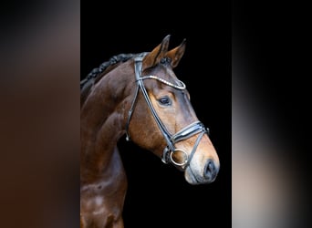 KWPN, Giumenta, 5 Anni, 169 cm, Baio