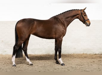 KWPN, Giumenta, 5 Anni, 169 cm