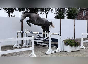 KWPN, Giumenta, 5 Anni, 170 cm, Grigio