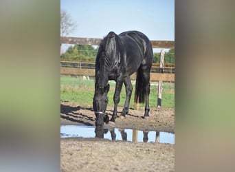 KWPN, Giumenta, 5 Anni, 170 cm, Morello