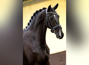 KWPN, Giumenta, 5 Anni, 170 cm, Morello