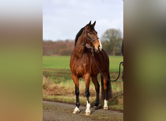 KWPN, Giumenta, 5 Anni, 172 cm, Baio