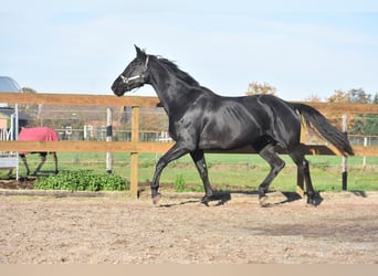 KWPN, Giumenta, 5 Anni, 172 cm, Morello