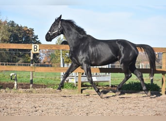 KWPN, Giumenta, 5 Anni, 172 cm, Morello