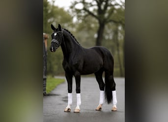 KWPN, Giumenta, 5 Anni, 172 cm, Morello