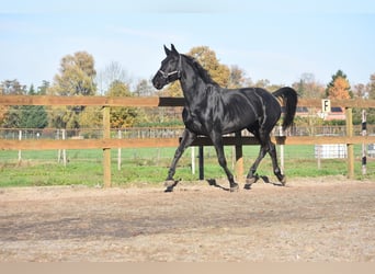 KWPN, Giumenta, 5 Anni, 172 cm, Morello