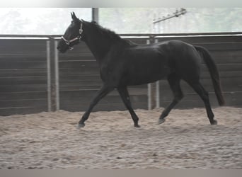 KWPN, Giumenta, 5 Anni, 172 cm, Morello