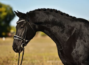 KWPN, Giumenta, 5 Anni, 172 cm, Morello