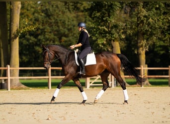 KWPN, Giumenta, 5 Anni, 173 cm, Baio ciliegia