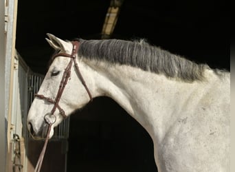 KWPN, Giumenta, 5 Anni, 174 cm, Grigio