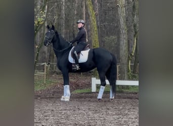 KWPN, Giumenta, 5 Anni, 175 cm, Morello