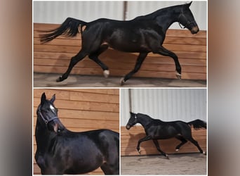 KWPN, Giumenta, 5 Anni