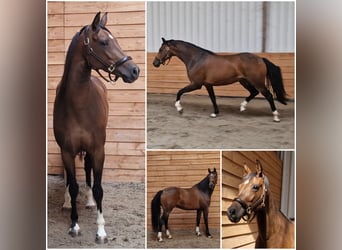 KWPN, Giumenta, 5 Anni