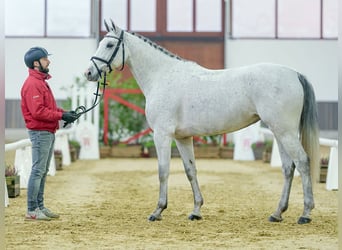 KWPN, Giumenta, 5 Anni, Grigio