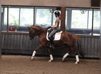 KWPN, Giumenta, 6 Anni, 155 cm, Sauro