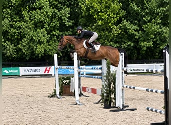 KWPN, Giumenta, 6 Anni, 160 cm, Baio