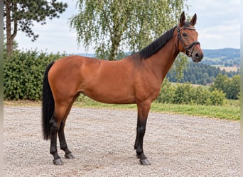 KWPN, Giumenta, 6 Anni, 160 cm, Baio