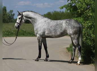 KWPN, Giumenta, 6 Anni, 160 cm, Grigio pezzato