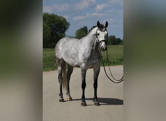 KWPN, Giumenta, 6 Anni, 160 cm, Grigio pezzato