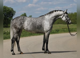 KWPN, Giumenta, 6 Anni, 160 cm, Grigio pezzato