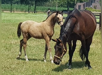 KWPN, Giumenta, 6 Anni, 160 cm, Pelle di daino