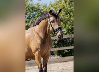 KWPN, Giumenta, 6 Anni, 160 cm, Pelle di daino