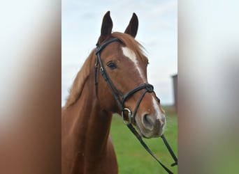 KWPN, Giumenta, 6 Anni, 160 cm, Sauro ciliegia