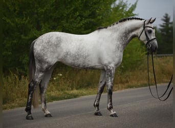 KWPN, Giumenta, 6 Anni, 161 cm, Grigio