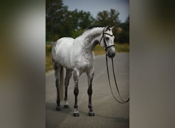 KWPN, Giumenta, 6 Anni, 161 cm, Grigio