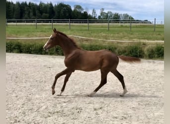 KWPN, Giumenta, 6 Anni, 161 cm, Sauro