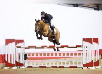 KWPN, Giumenta, 6 Anni, 164 cm, Baio