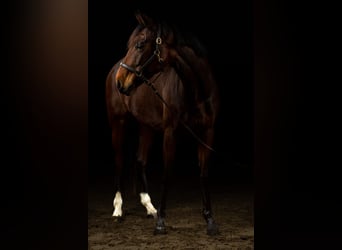 KWPN, Giumenta, 6 Anni, 164 cm, Baio