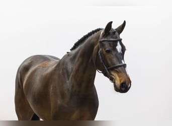 KWPN, Giumenta, 6 Anni, 164 cm