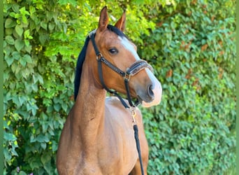 KWPN, Giumenta, 6 Anni, 165 cm, Baio