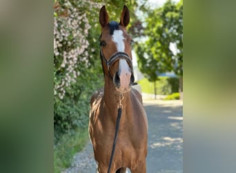 KWPN, Giumenta, 6 Anni, 165 cm, Baio