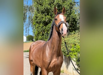 KWPN, Giumenta, 6 Anni, 165 cm, Baio