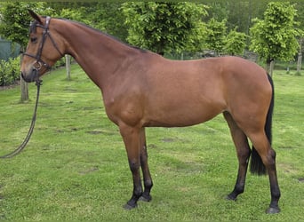KWPN, Giumenta, 6 Anni, 165 cm, Baio