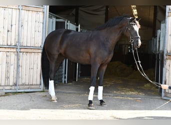 KWPN, Giumenta, 6 Anni, 165 cm, Morello