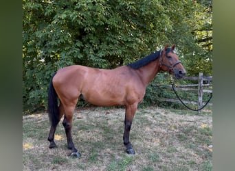 KWPN, Giumenta, 6 Anni, 166 cm, Baio