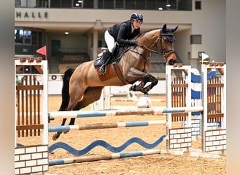 KWPN, Giumenta, 6 Anni, 166 cm, Baio