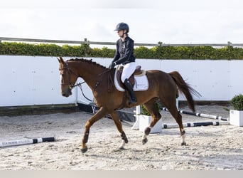 KWPN, Giumenta, 6 Anni, 166 cm