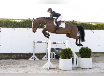 KWPN, Giumenta, 6 Anni, 167 cm, Baio