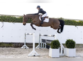 KWPN, Giumenta, 6 Anni, 167 cm