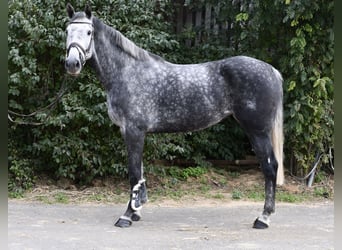 KWPN, Giumenta, 6 Anni, 167 cm, Grigio pezzato