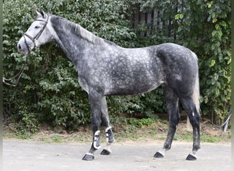 KWPN, Giumenta, 6 Anni, 167 cm, Grigio pezzato