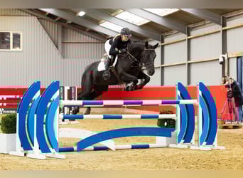 KWPN, Giumenta, 6 Anni, 167 cm, Morello