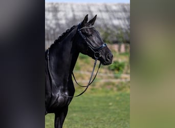 KWPN, Giumenta, 6 Anni, 168 cm, Baio nero