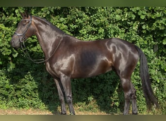 KWPN, Giumenta, 6 Anni, 168 cm, Baio nero