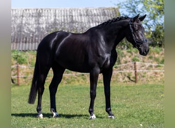 KWPN, Giumenta, 6 Anni, 168 cm, Baio nero